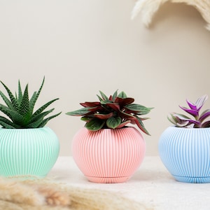 May include: Three potted plants in pastel-coloured planters. The planters are ribbed and have a rounded shape. The plants are a succulent, a red-leaved plant, and a purple-leaved plant.