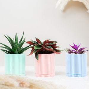 May include: Three potted plants in striped pots. The pots are light green, light pink, and light blue. The plants are a succulent, a red-leaved plant, and a purple-leaved plant.