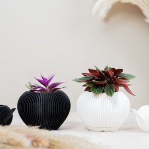 May include: Four white and black ribbed ceramic planters with plants. The planters are in different sizes and have a unique design.