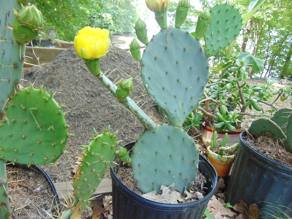 buy hedera Hedera helix variegated (common ivy) | For Sale main image 1