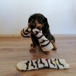 Puede incluir: Un perro dachshund negro y marrón está jugando con un calcetín blanco y marrón a rayas. El perro está sosteniendo el calcetín en su boca y mirando a la cámara.