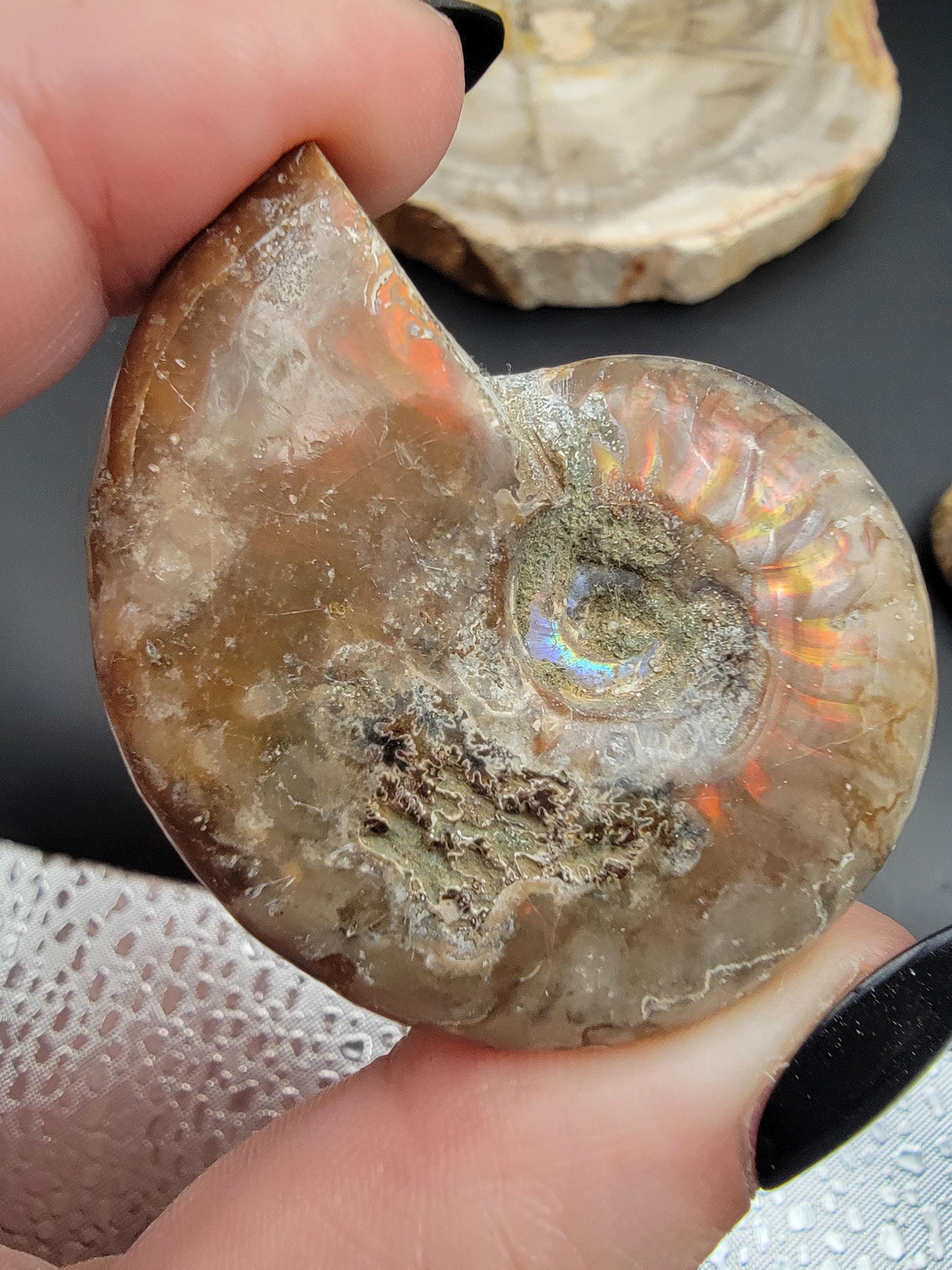 Fire Red Opalized Ammonites - Fossil Crystals