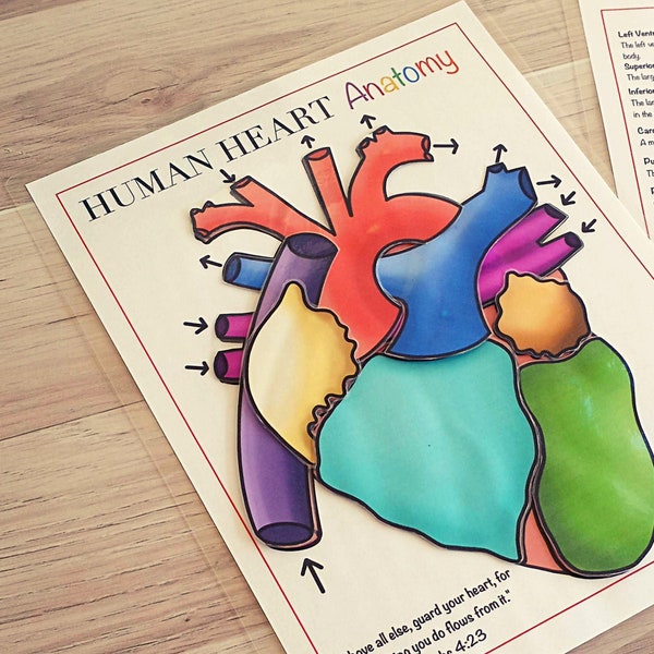 Heart Anatomy Printable Activity, Human Body Game, About Me, Heart Science Lesson, Homeschool Curriculum, Teaching Tool, Busy Binder Game