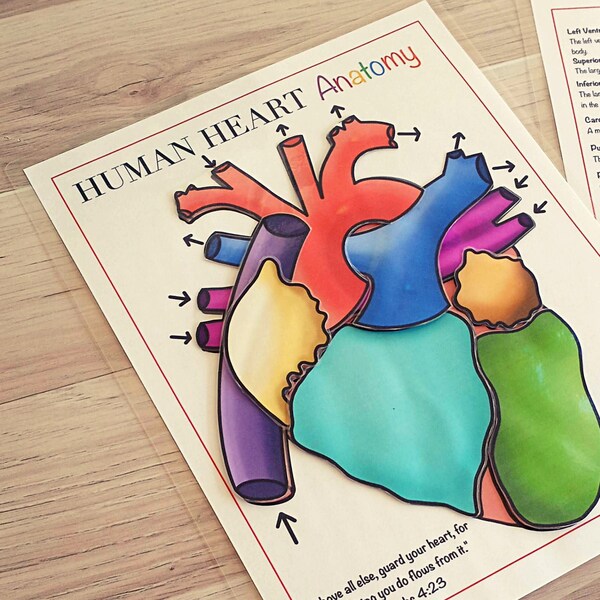 Heart Anatomy Etsy Heart Anatomy Etsy