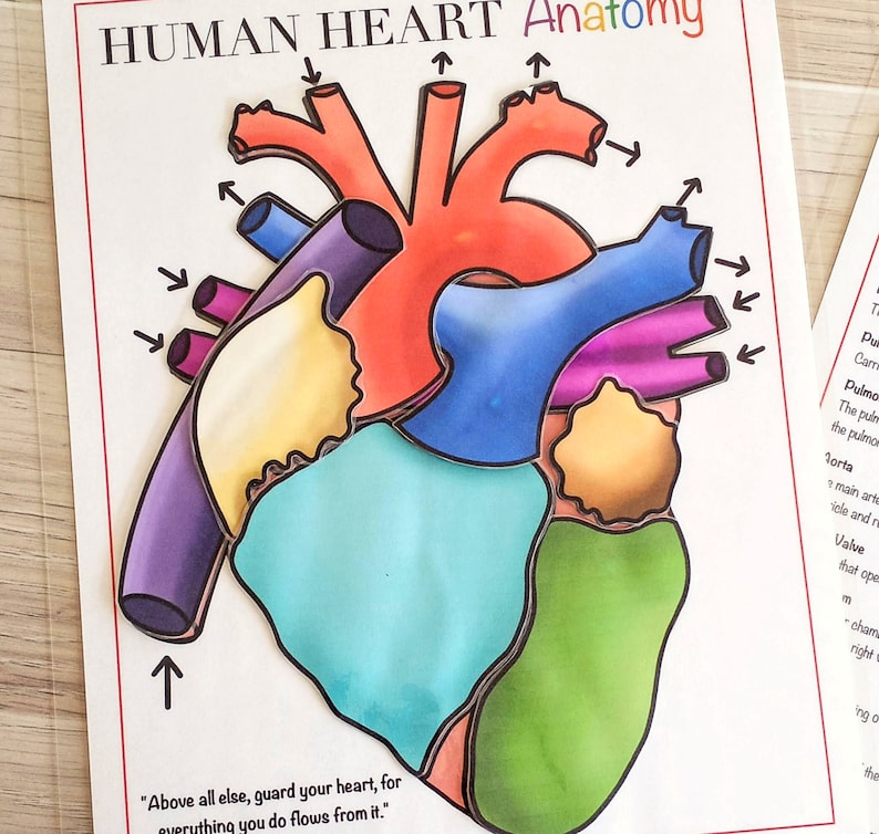 Heart Anatomy Printable Activity Human Body Game About Me - Etsy Australia