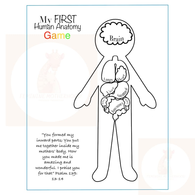 Skeletal System, Printable Human Body Preschool Activity, the Brain ...