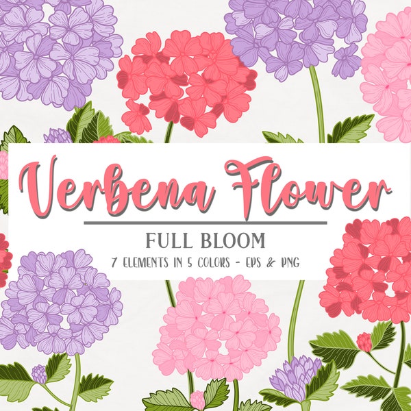 Vector Vintage Verbena bloem clipart, illustraties, 5 kleurvariaties, vintage, bloem bruiloft uitnodigingen, wilde bloem