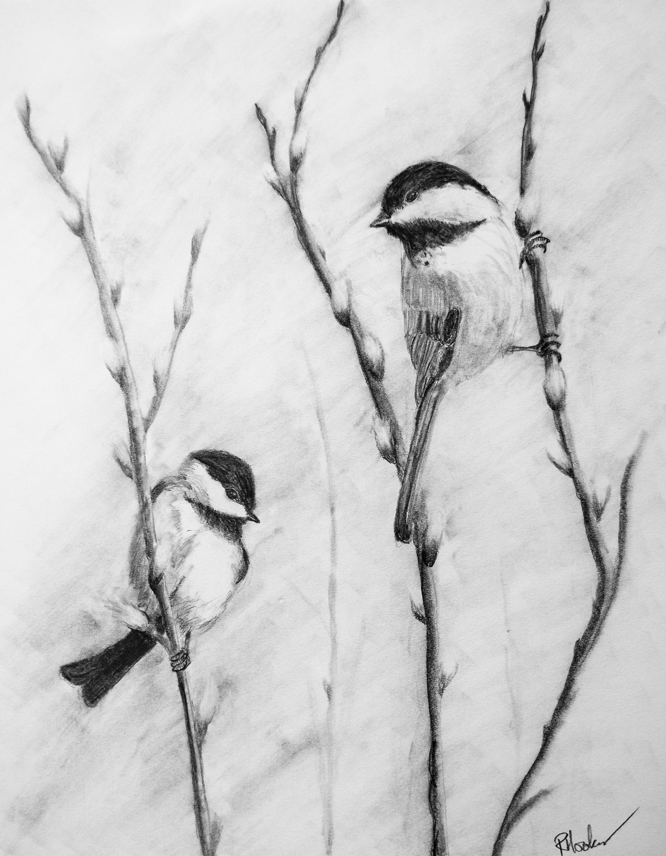 Pussy Drawings In Pencil Pussy Drawings In Pencil