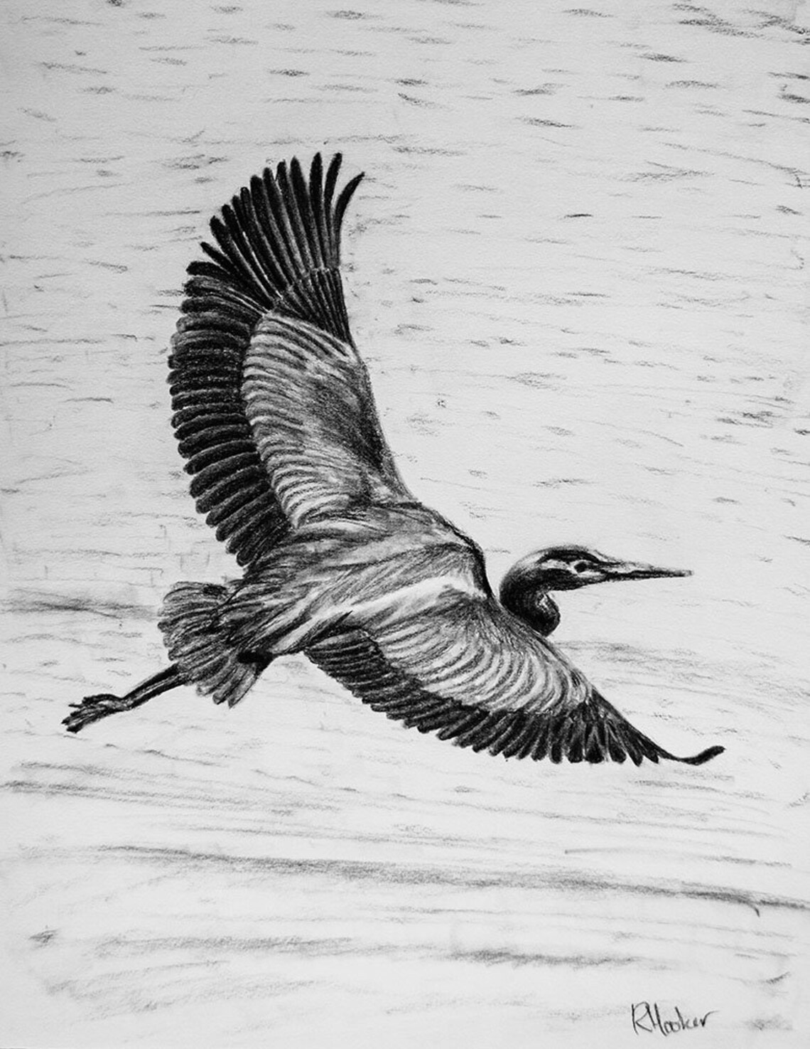 Great Blue Heron Flying Charcoal Art Print original Etsy