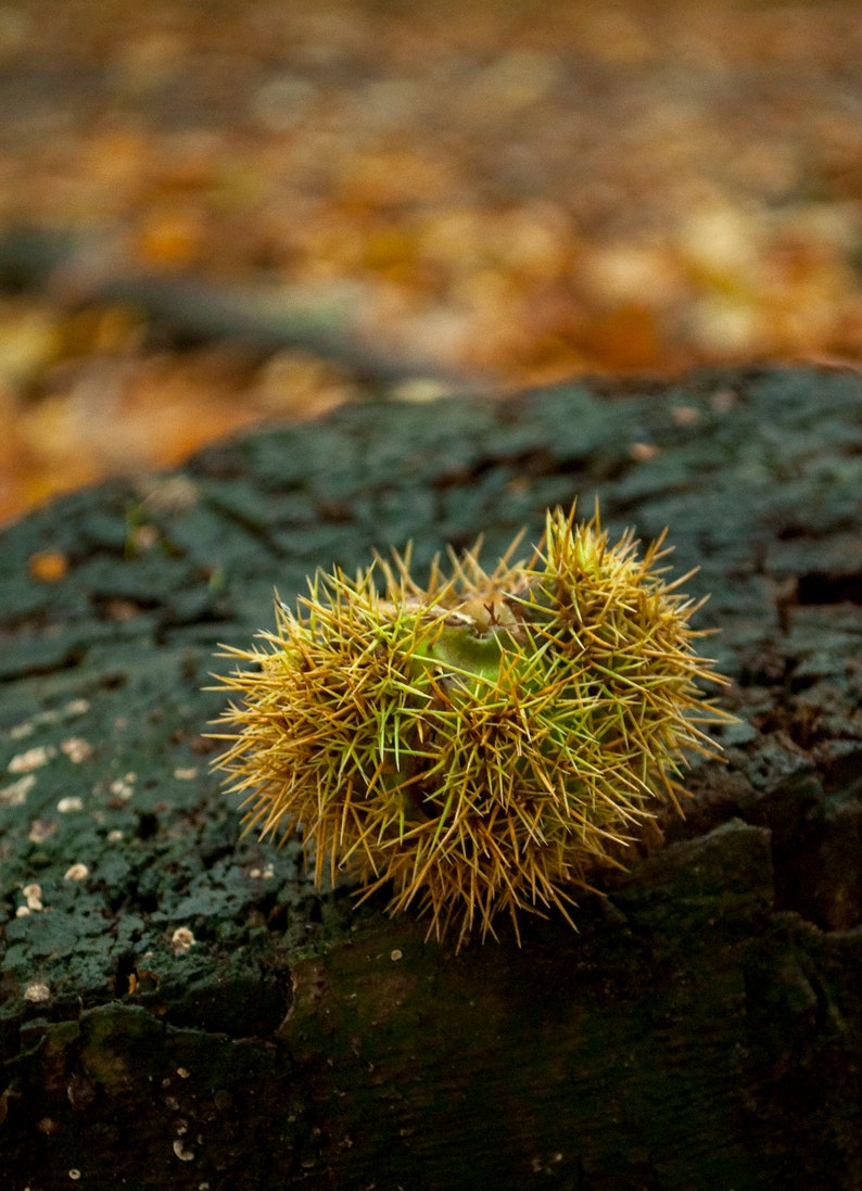 May include: A spiky, brown and green chestnut burr sits on a dark green, textured surface.