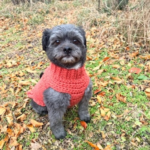 May include: A small, gray dog wearing a red crocheted sweater sits in a bed of fallen leaves.