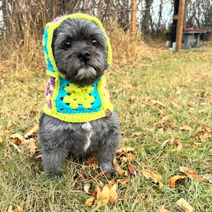 May include: A small, gray dog wearing a colorful, crocheted hood and vest. The hood is lime green with turquoise and purple accents. The dog is sitting in a grassy area with fallen leaves.