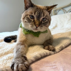 Puede incluir: Un gato lynx point de ojos azules lleva un collar de ganchillo verde brillante con un borde festoneado. El gato tiene pelaje marrón y crema con marcas atigradas oscuras en la cara y las orejas, y está descansando con una pata extendida.