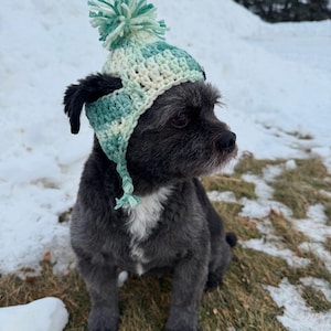 May include: A small black dog wearing a green and white crocheted hat with a white pom-pom on top. The dog is sitting on a patch of grass with snow in the background.