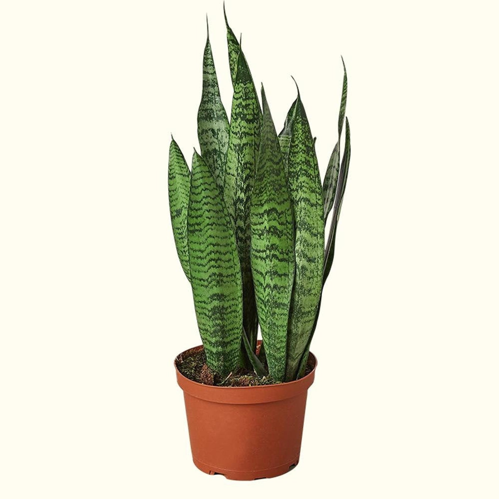 Snake Plant Zeylanica LIVE Indoor Sanseviera Houseplant In