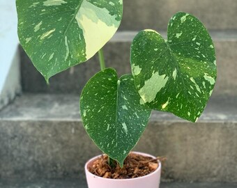 Monstera Thai Etsy