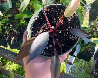 Philodendron Black Majesty