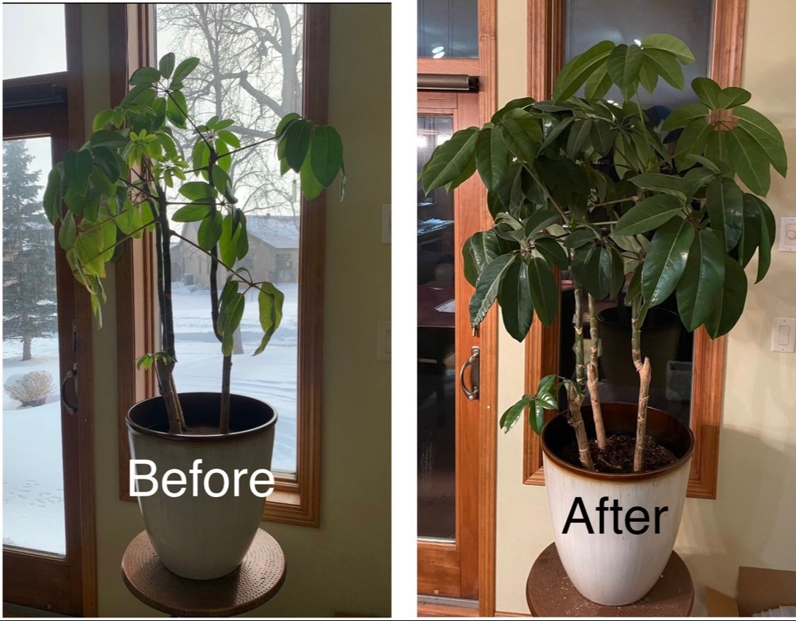 Peachy Poo Fertilizer Organic Rabbit Manure Compost Tea Etsy