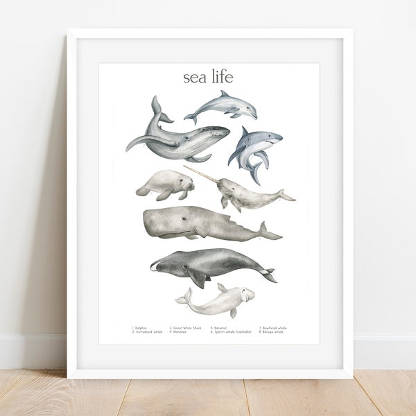 Educational Sea Life Print, Playroom Print, Learn about Mammals, PRINTABLE Wall ART, Coastal Poster for Kids, Classroom Posters, ID print