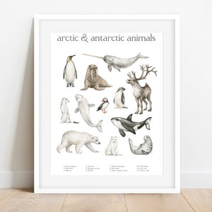Lámina educativa del Ártico, lámina para sala de juegos, arte mural imprimible, aprendizaje para la habitación de los niños, póster para el aula, lámina de animales para identificar, animales de la Antártida