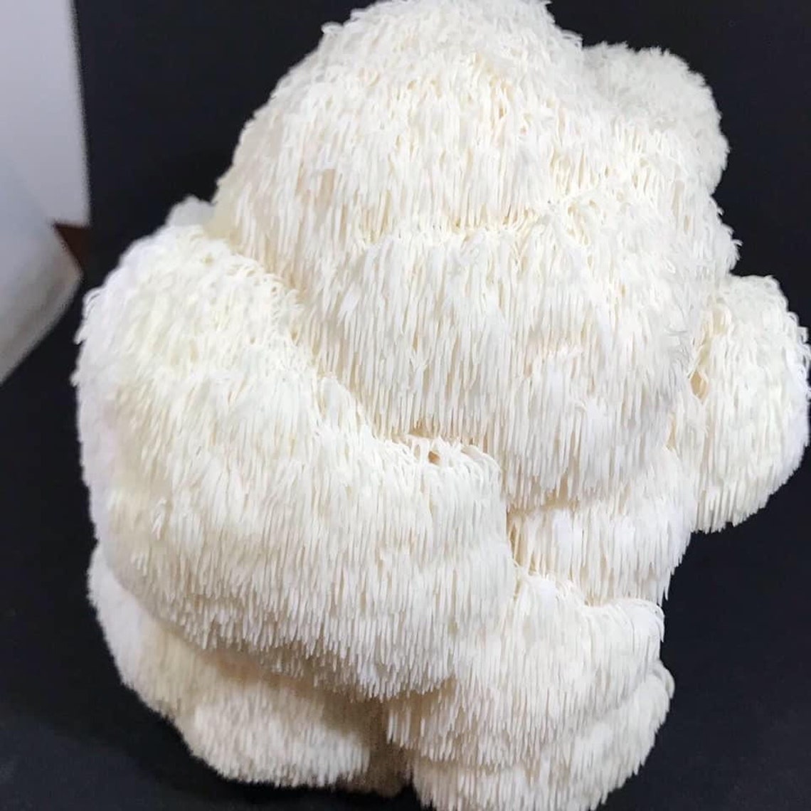 2Pack Lion