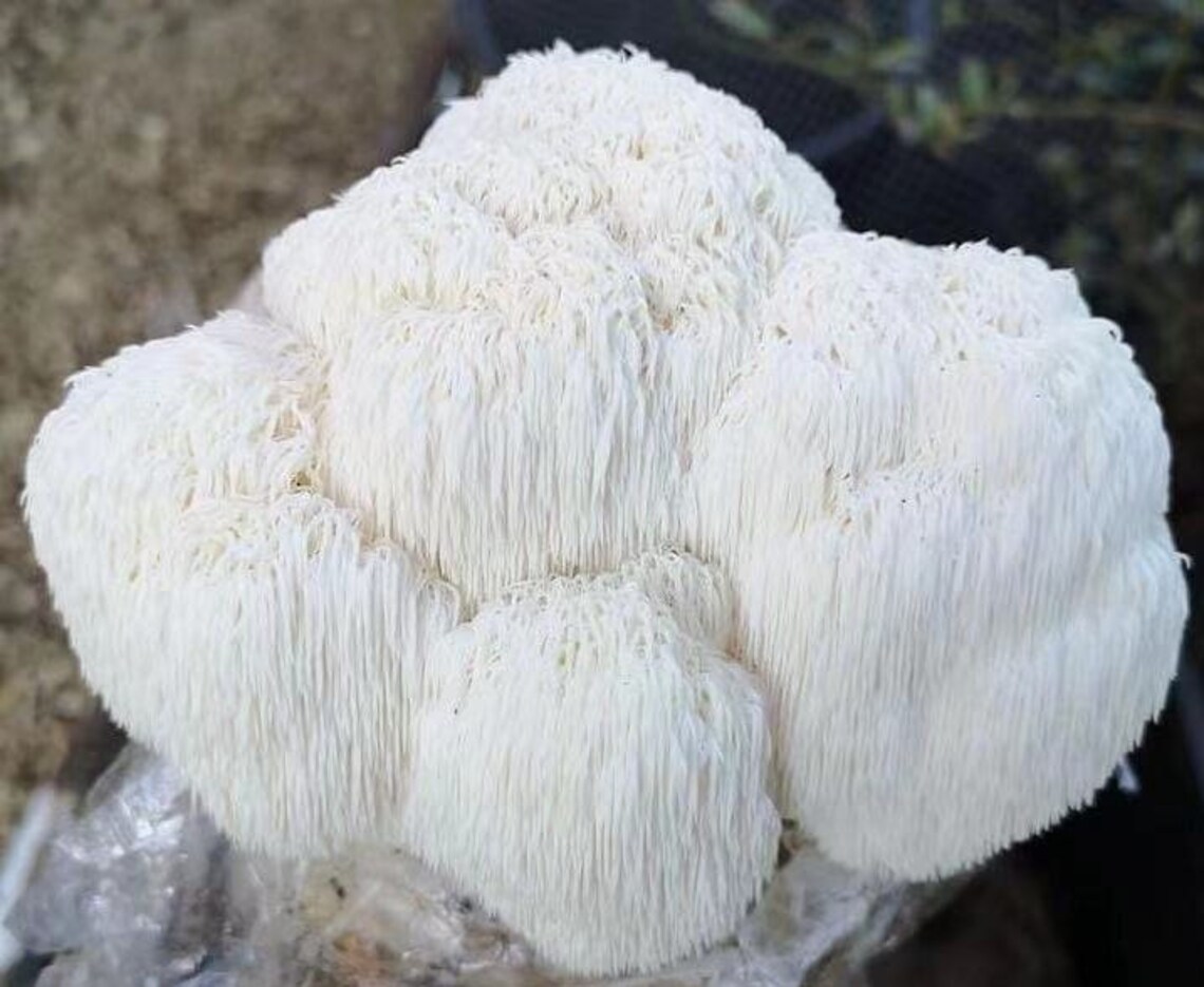 2Pack Lion's Mane mushroom grow kits Etsy