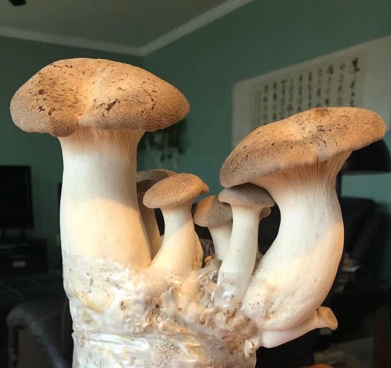 2Pack King Oyster mushroom grow kits Etsy