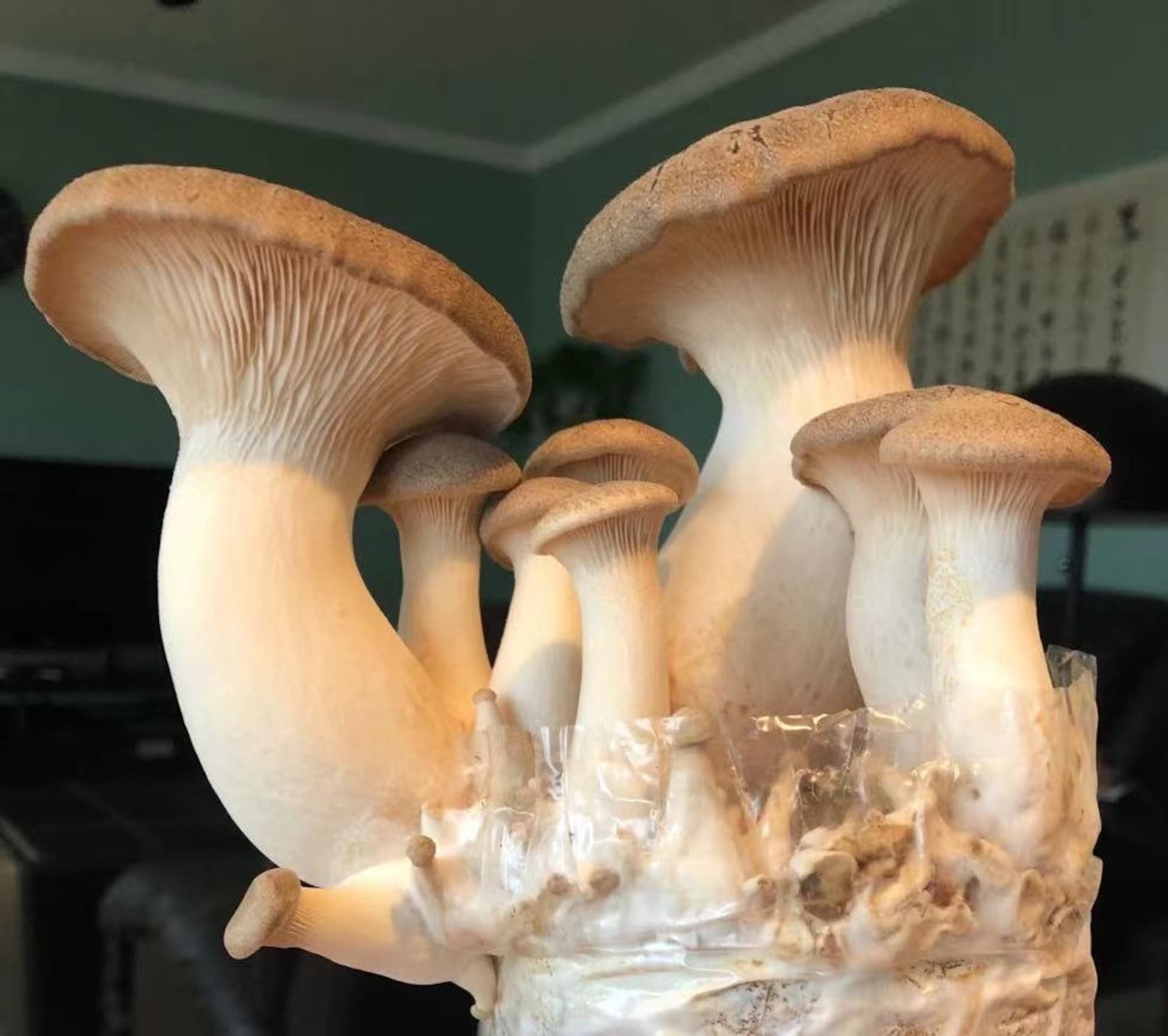 King Oyster Mushroom Grow Kits Etsy