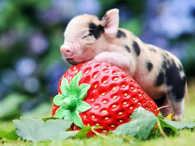 Strawberry pig 5D diamond painting square  round diamond embroidery mosaic Castle diamond picture art home decoration