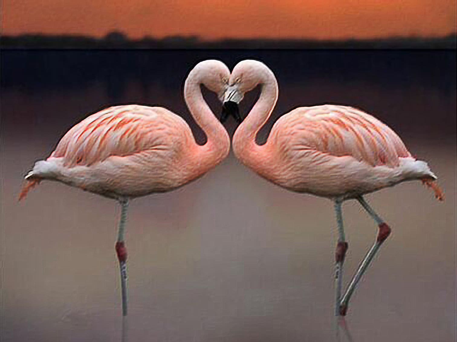 Flamingo Full Drill Diamond Painting Kit 5D Diamant Etsy