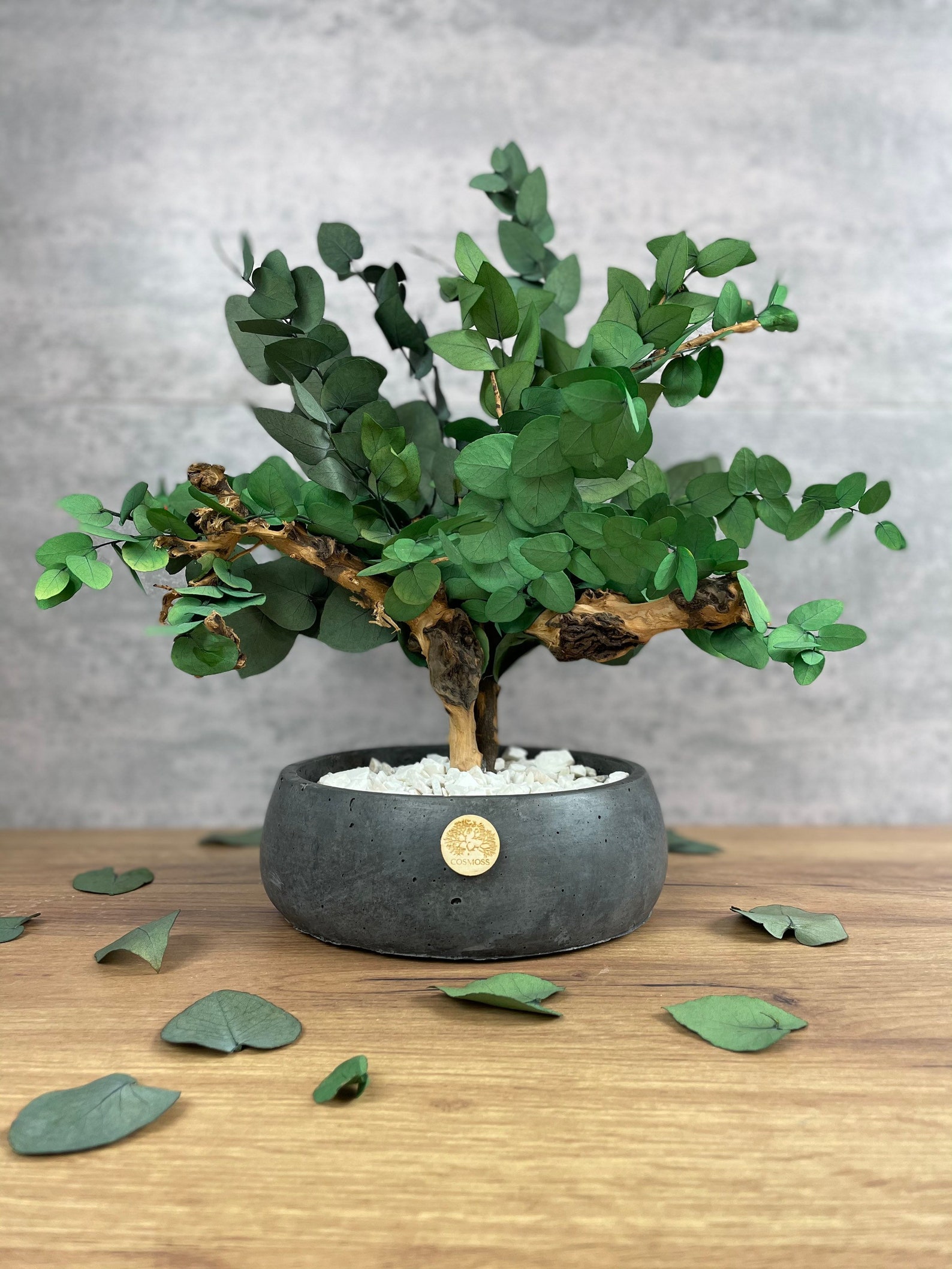 Indoor Bonsai tree with preserved Eucalyptus Stuartiana / Etsy