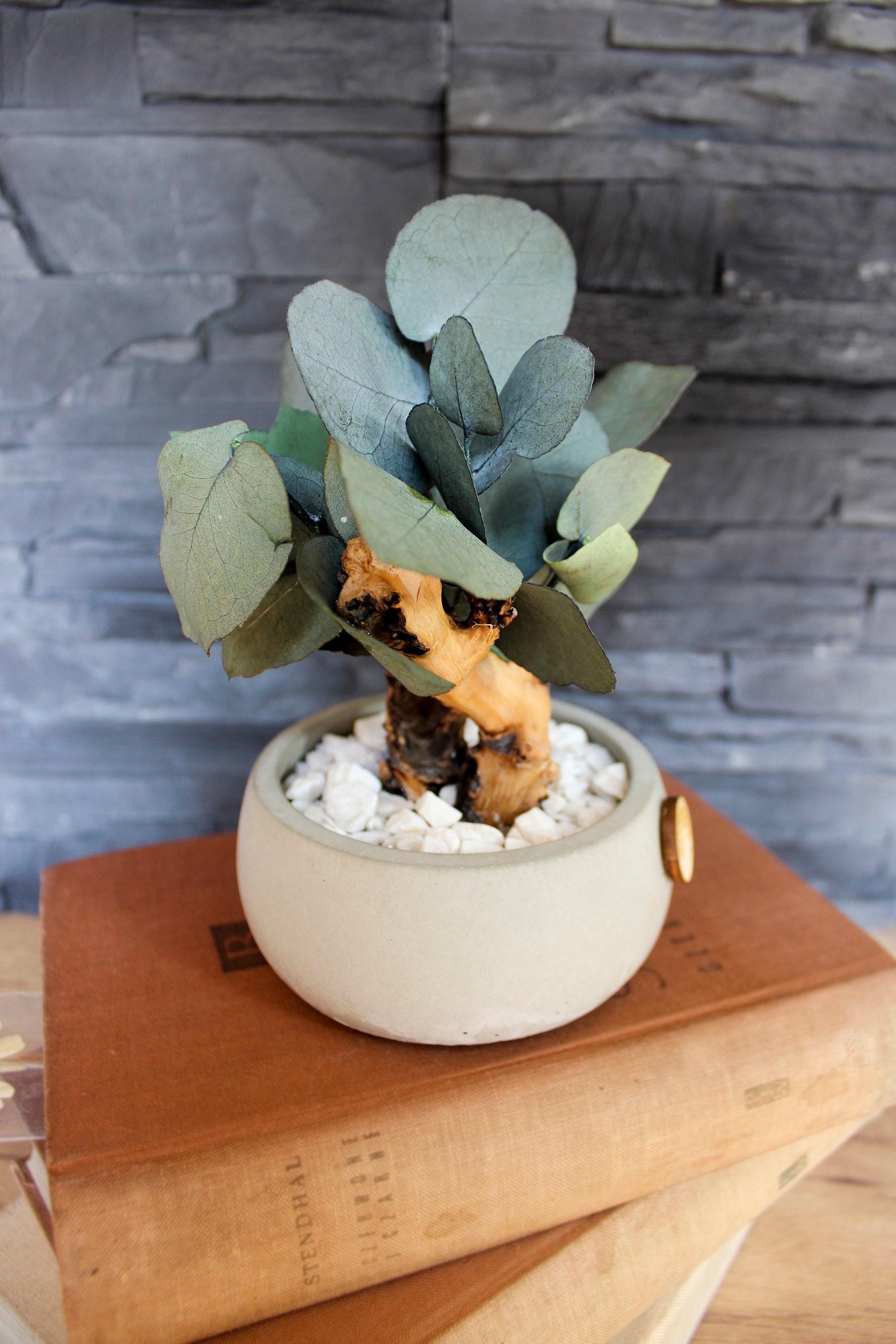 Eucalyptus Bonsai Tree With Natural Branches Etsy