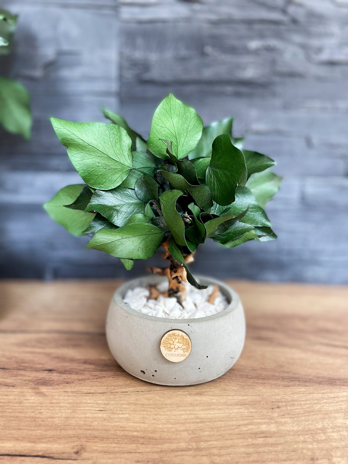 Indoor Bonsai tree with preserved ivy / Artificial Bonsai / | Etsy