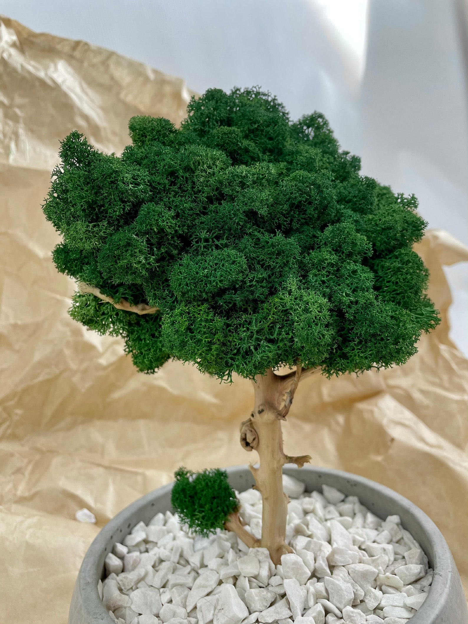 Preserved natural bonsai tree Indoor bonsai tree with Etsy