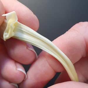以下が含まれることがあります： 手のひらで長い、細い、白く、柔軟で、わずかに曲がった食べ物を握っている様子のクローズアップ。食べ物は上部で折り畳まれ、尖った先端が形成されています。