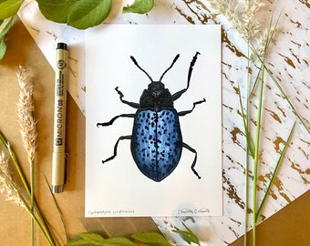 Blue Fungus Beetle Print