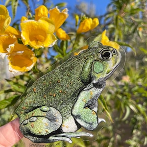 Sonoran Desert Toad Sticker