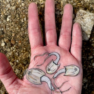 May include: Three white and brown trilobite fossils on a hand. The fossils are detailed and have a realistic appearance.
