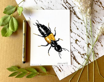 Rove Beetle Print