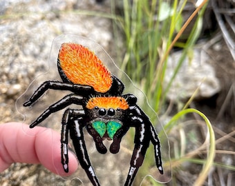 Apache Jumping Spider Sticker