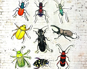 Mystery Pack: Beetles!