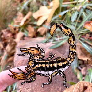 Scorpion Sticker