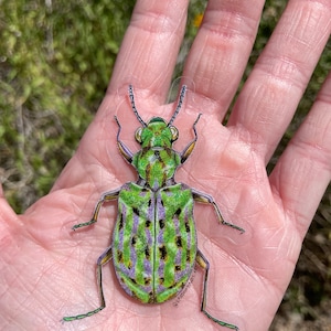 Delta Green Ground Beetle Sticker