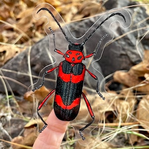 Texas Canyon Longhorn Beetle Sticker