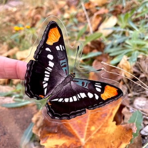 Pegatina de la mariposa hermana de Arizona