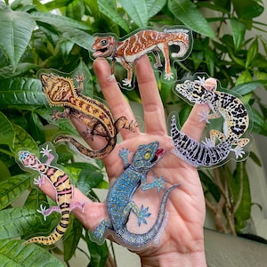 May include: A selection of clear gecko stickers, each depicting a different species with detailed illustrations. The stickers feature geckos in brown, yellow, blue, and black, with intricate patterns. The stickers are held in front of a backdrop of green leaves.