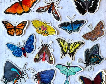 Mystery Pack: Lepidoptera!