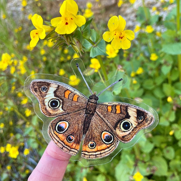 Buckeye Butterfly sticker