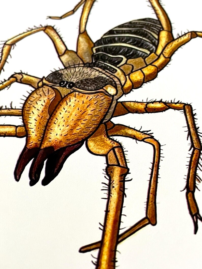 Camel Spider Print - Etsy