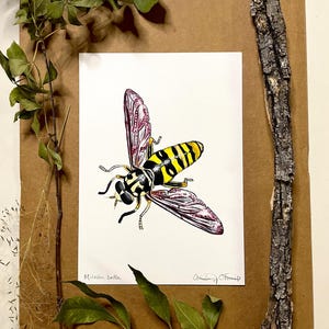 Puede incluir: Una ilustración dibujada a mano de una avispa con rayas amarillas y negras en el cuerpo y alas translúcidas con marcas rosadas y moradas. La obra está firmada "Milesia Bella" y "Anthony Stout" en las esquinas inferiores.